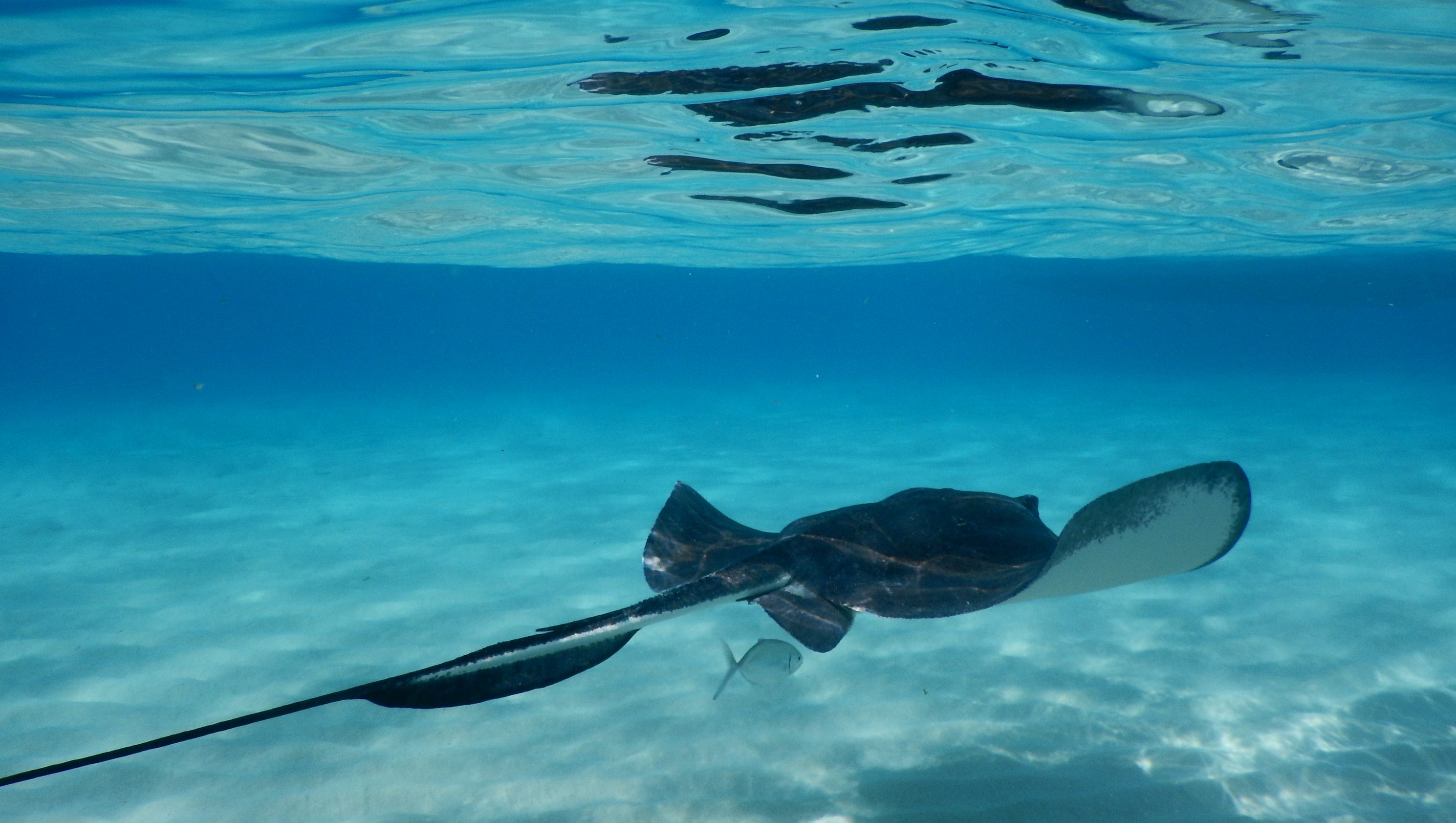 Stingray shuffle: Avoid being stuck by a stingray